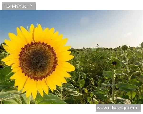 于德豪的成长之路：从平凡到卓越的奋斗故事与人生启示